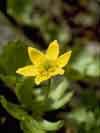 Anemone richardsonii    , yellow thimbleweed