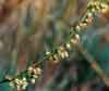 Artemisia borealis    , field sagewort