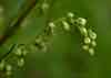 Artemisia borealis    , field sagewort