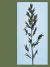 Arctagrostis latifolia (R. Br.) Griseb.  , wideleaf polargrass