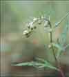 Artemisia spp.  , sagebrush