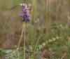 Astragalus alpinus    , alpine milkvetch