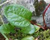 Pyrola asarifolia    , liverleaf wintergreen