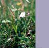 Cardamine pratensis L. subsp. angustifolia, cuckoo flower