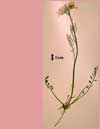 Cardamine pratensis L. subsp. angustifolia, cuckoo flower