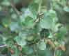 Betula glandulosa Michx. , resin birch