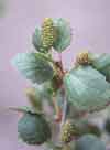 Betula glandulosa Michx. , resin birch