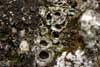 Solorina bispora    , chocolate chip lichen
