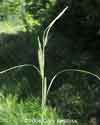 Carex aquatilis    , water sedge
