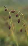 Carex atrofusca    , darkbrown sedge