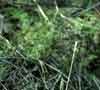 Carex chordorrhiza    , creeping sedge