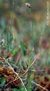 Carex chordorrhiza    , creeping sedge