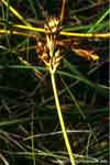 Carex glareosa    , lesser saltmarsh sedge