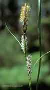 Carex glareosa    , lesser saltmarsh sedge