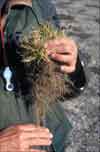 Carex fuliginosa subsp. misandra, shortleaved sedge