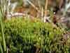 Catoscopium nigritum    , black golf club moss