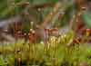 Catoscopium nigritum    , black golf club moss