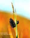 Carex spp.  , sedge