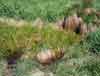 Carex rostrata    , beaked sedge