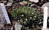 Stellaria laeta    , chickweed or starwort