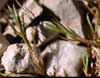 Stellaria laeta    , chickweed or starwort
