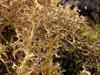 Cetrariella delisei    , lichen