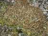 Cetraria islandica    , island cetraria lichen