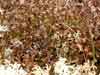 Cetraria islandica    , island cetraria lichen