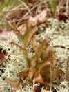Cetraria    , cetraria lichen