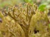 Cetrariella    , lichen