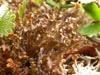 Cetrariella    , lichen