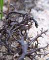Cornicularia aculeata    , cup lichen