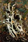 Cetraria laevigata    , cetraria lichen