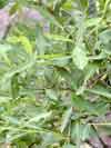 Chosenia arbutifolia    ,  
