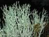 Cladonia amaurocraea    , cup lichen