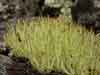 Cladonia amaurocraea    , cup lichen
