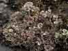 Cladonia pocillum    , cup lichen
