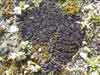 Collema    , jelly lichen