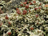 Stereocaulon condensatum    , condensed snow lichen