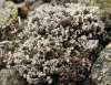 Stereocaulon condensatum    , condensed snow lichen
