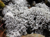 Pertusaria dactylina    , pore lichen