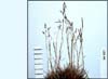 Deschampsia sukatschewii subsp. borealis, hairgrass