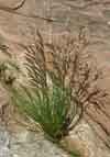 Deschampsia    , hairgrass