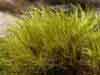Ditrichum flexicaule    , Ditrichum moss