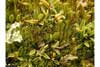 Dicranum spadiceum    , dicranum moss