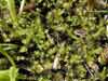 Drepanocladus spp.  , drepanocladus moss