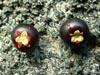 Empetrum nigrum s. lat.  , black crowberry