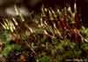 Encalypta    , alpine candle snuffer moss