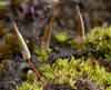 Encalypta    , alpine candle snuffer moss