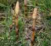 Equisetum arvense    , field horsetail